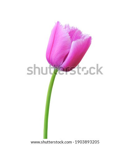 Tulip flower isolated on white background. Useful for beautiful floral design on holiday like 8 March (International Women day), Mother's day gift card, Easter