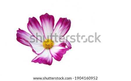 Red pink white beautiful fresh flower isolated on white background,colorful Chrysanthemum,blooming cosmos flower