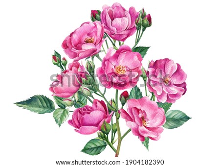 Branch with roses and buds on white isolated background, watercolor botanical illustration, greeting card