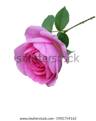 pink rose shows the love and friendship