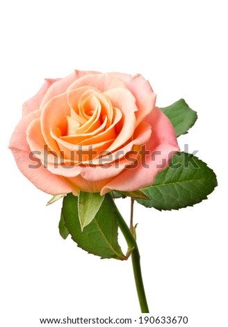 Cream rose isolated on white background