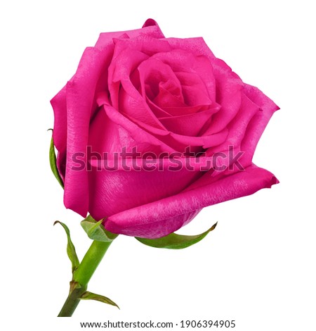 pink rose isolated on white background, clipping path, full depth of field