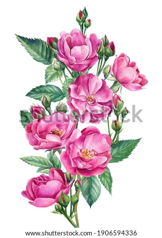 Blooming Branch with roses and buds on white isolated background, watercolor botanical illustration