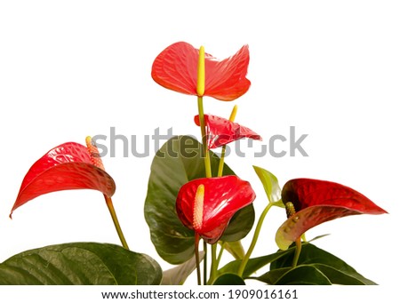 Anthurium isolated on white background. Anthurium flower is a heart-shaped flower. Flamingo flowers or Boy flowers Pigtail. Anthurium andraeanum (Araceae or Arum) symbolize hospitality.