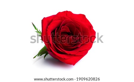 Red rose flower isolated on a white background. High quality photo