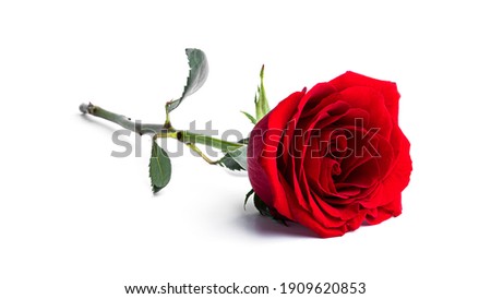 Red rose flower isolated on a white background. High quality photo