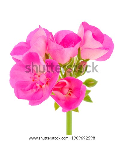 Beautiful geranium flower isolated on a white background.