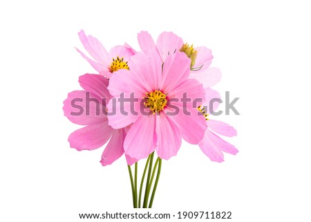 kosmeya flower isolated on white background 