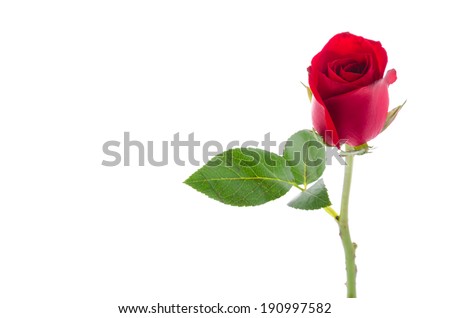 Red rose isolated on white