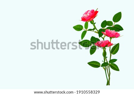 Flower bud roses on a white background. nature