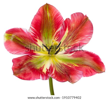 Studio Shot of Red and Green Colored Tulip Flower Isolated on White Background. Large Depth of Field (DOF). Macro. Close-up.