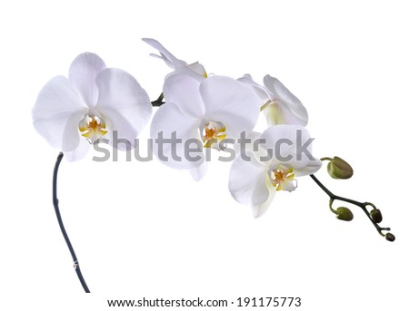White Orchid isolated on white background 