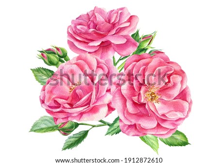 Pink bouquet of beautiful roses, leaves and buds on a white background, watercolor botanical painting