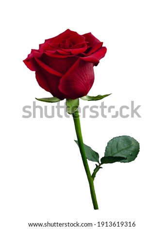 Dark red rose with green leaves isolated on white background