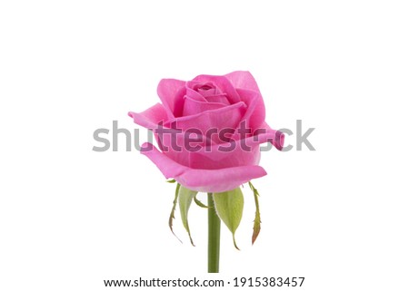Rose bud on white background