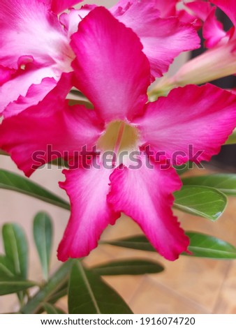 Pink desert rose with vibrant colors that illuminate the image
