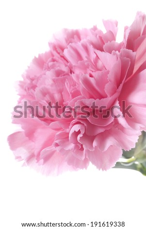 An image of One carnation
