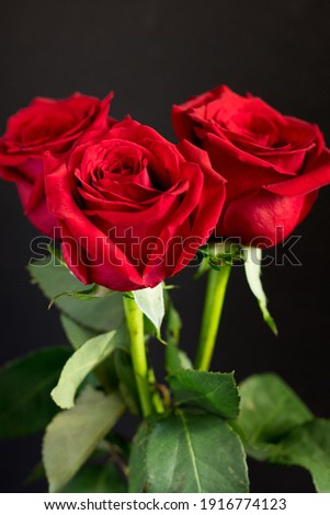 Three dark red roses on a dark black background. Red roses are given as a symbol of love on Valentine's Day and other holidays.