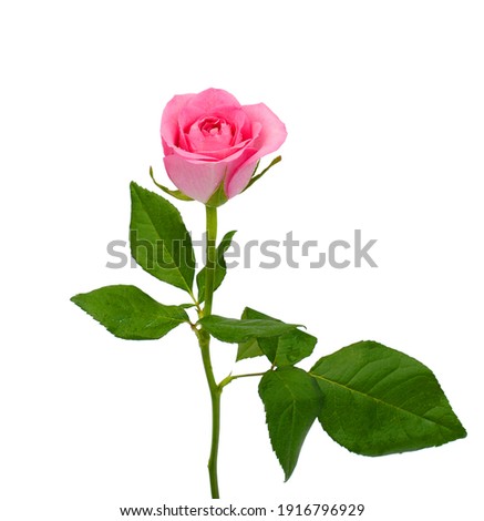 beautiful pink rose flower isolated on white background