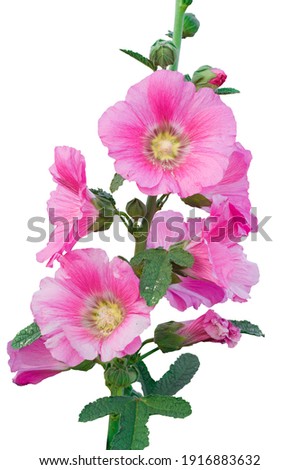  Sweet colorful pink hollyhock blooming and green bud flowers  isolated on white background with copy space and clipping path.                            