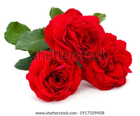 Three beautiful red roses isolated on a white background.