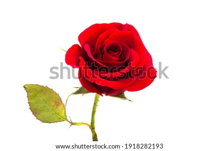 dark red rose isolated on white background 