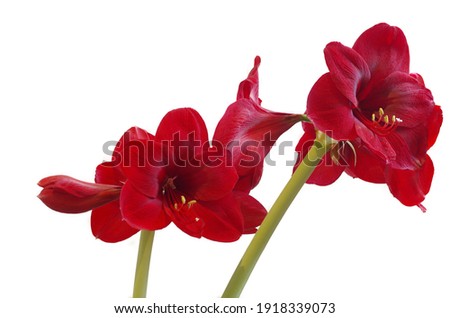 Selective focused  photo of red Amaryllis flowers isolated on white background with space for runaround or wraparound text concept of love and romance 