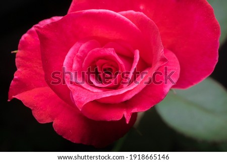 Beautiful red colored rose top view close up with selective focus