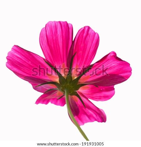 Flowers on white background