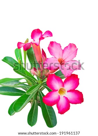 Pink adenium flowers Isolate on white background