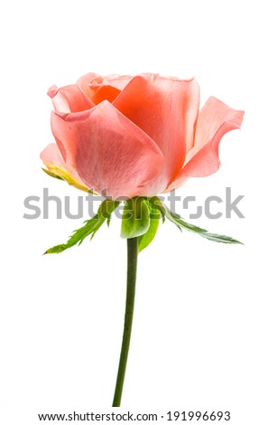 Rose isolated on white