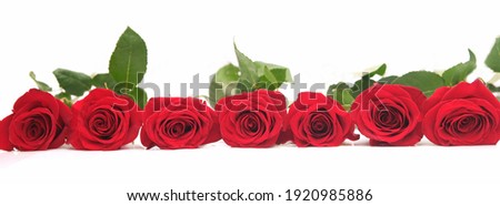 Banner. Seven red roses lie horizontally on a white background. For a web banner or social media cover. Isolated