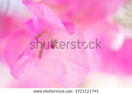 Concept nature view of pink leaf on blurred greenery background in garden and sunlight with copy space using as background natural green plants landscape, ecology, fresh wallpaper.