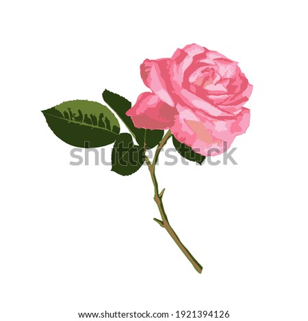 Pink rose isolated on white background. Vector illustration.