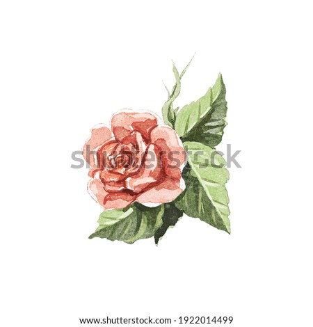 Watercolor vintage red flower one rose isolated on white background. Watercolor hand drawn illustration sketch