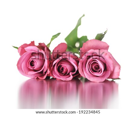 Beautiful rose flowers isolated on white background