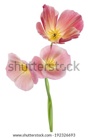 Studio Shot of Pink Colored Eschscholzia Flowers Isolated on White Background. Large Depth of Field (DOF). Macro. The State Flower of California.