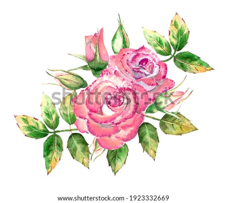 Bouquet with 3 pink rose flowers, green leaves, open and closed flowers. Delicate watercolor illustration.