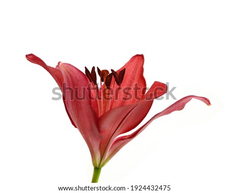Beautiful Lily flower isolate on white 