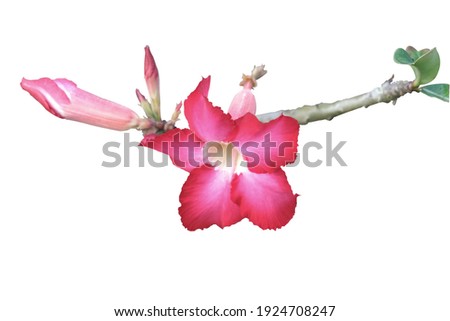 Beautiful pink azalea flower isolated on white background.