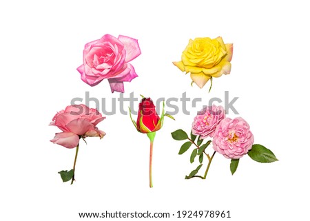 The rose is a beautiful and fragrant flower, but its stalks are sharp thorns.
