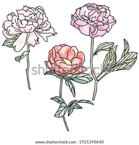 Watercolor peonies in three colors with black outline