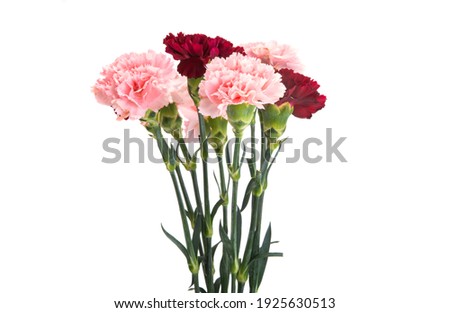 carnation isolated on white background isolated on white background 