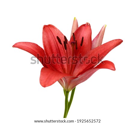 Beautiful Lily flower isolate on white 