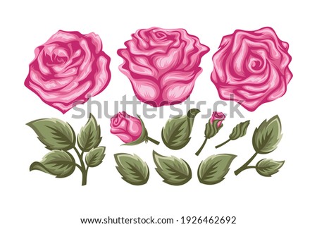 Pink vector roses and green leave elements set isolated on the white background for floral decoration - Vector