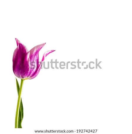  purple tulip  isolated on white 
