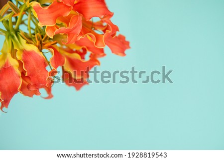 Bouquet of orange double tulips on a pale green background. Banner for web design, gift card.