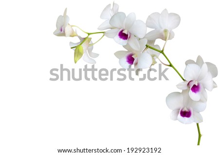 White orchid on white  blackbackground 