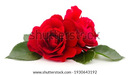 Two beautiful red roses on a white background.