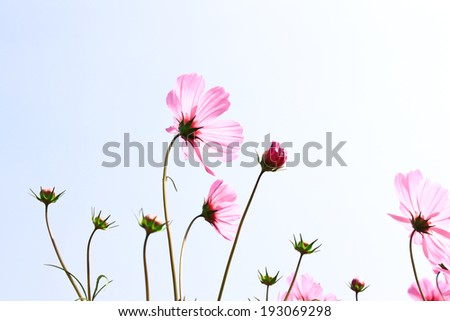 Beautiful Floral Border Flower